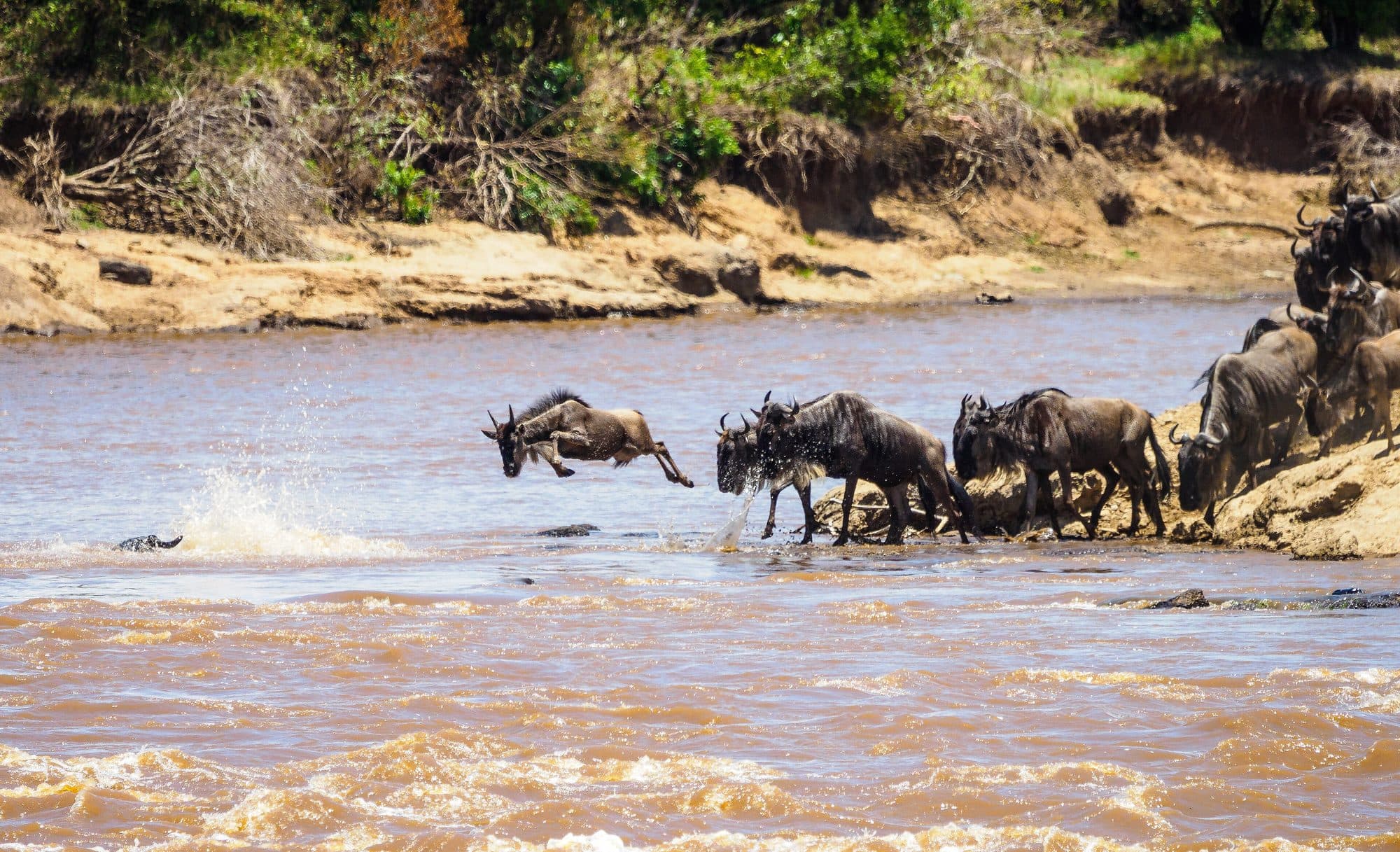 Serengeti Safari Expedition