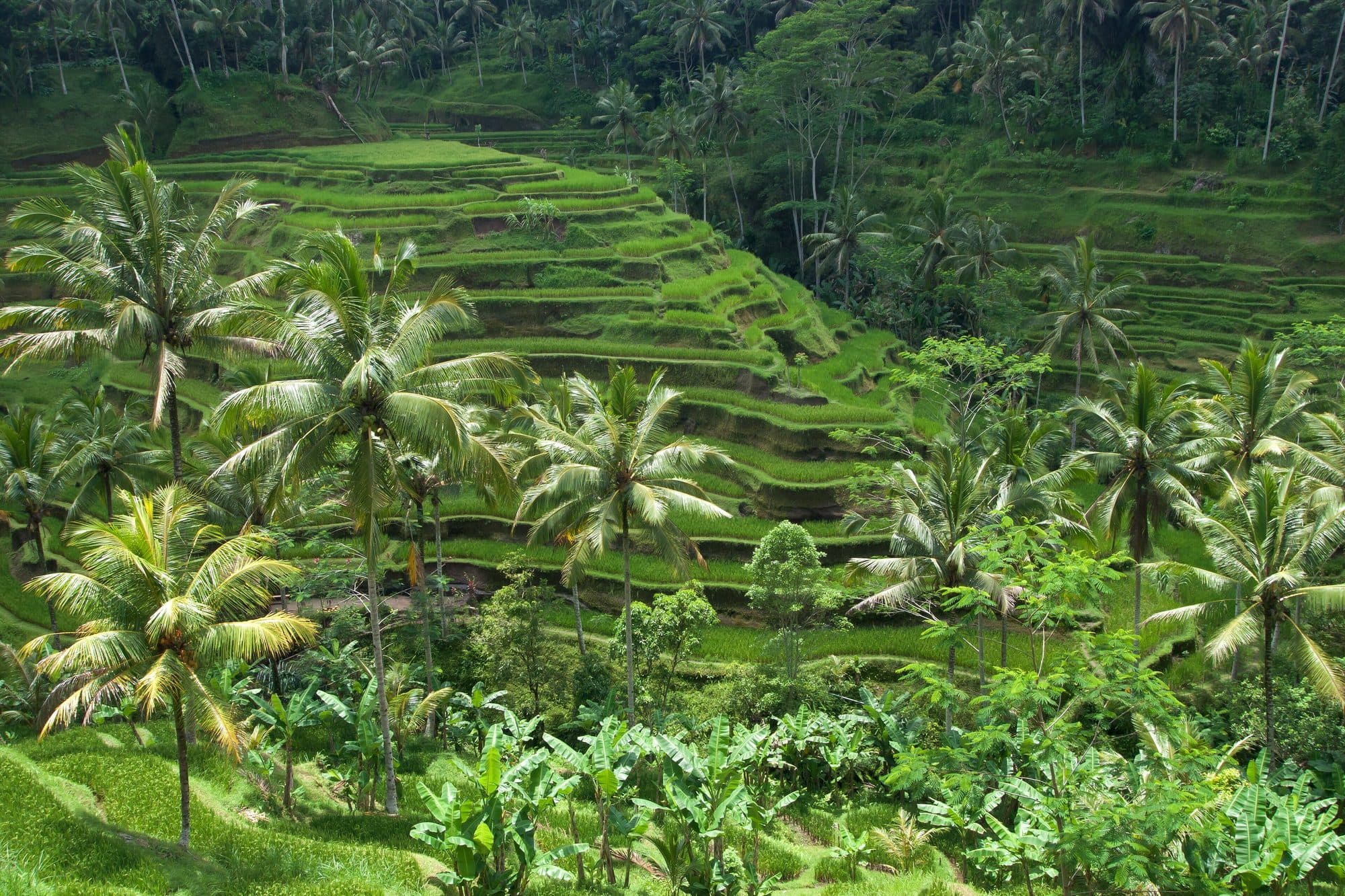 Sacred Bali: A Spiritual Journey gallery 1