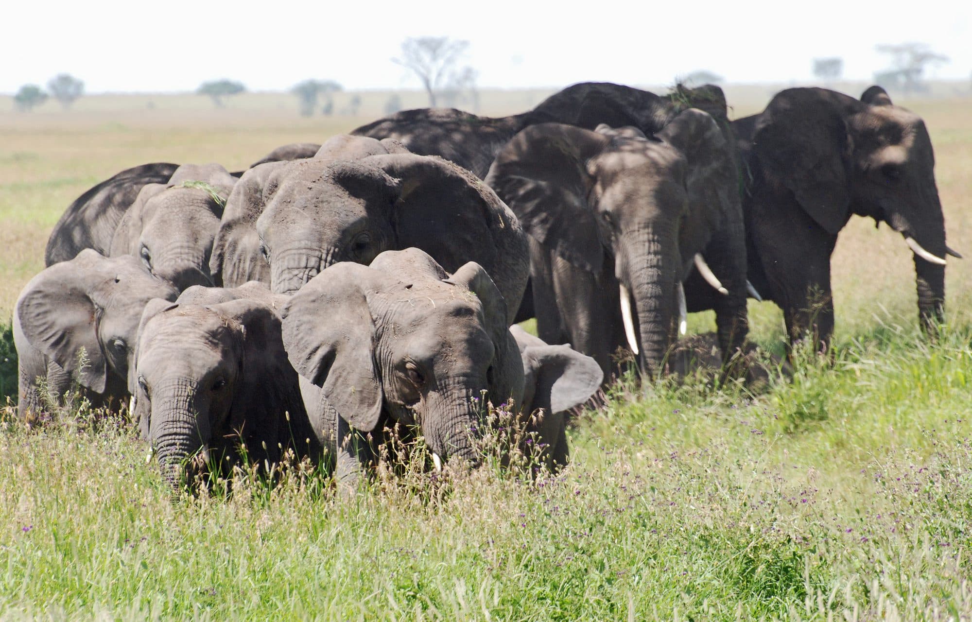 Serengeti Safari Expedition gallery 2