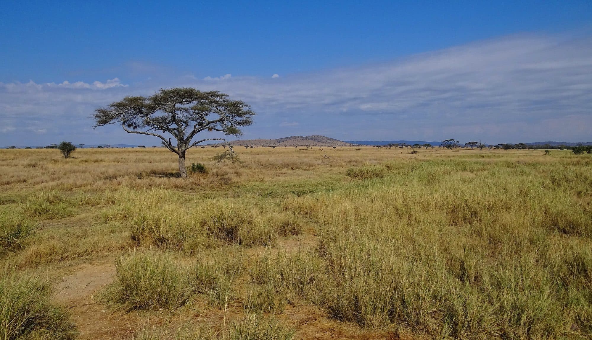 Serengeti Safari Expedition gallery 3