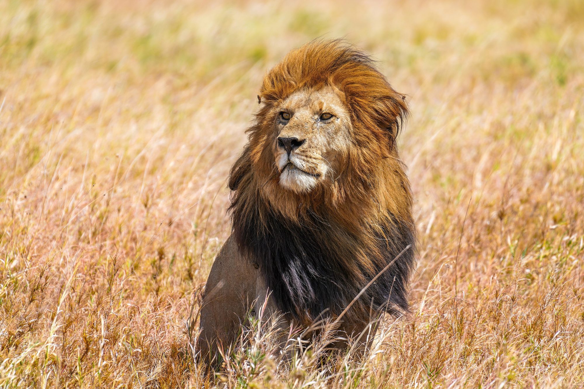 The vast Serengeti plains stretching to the horizon